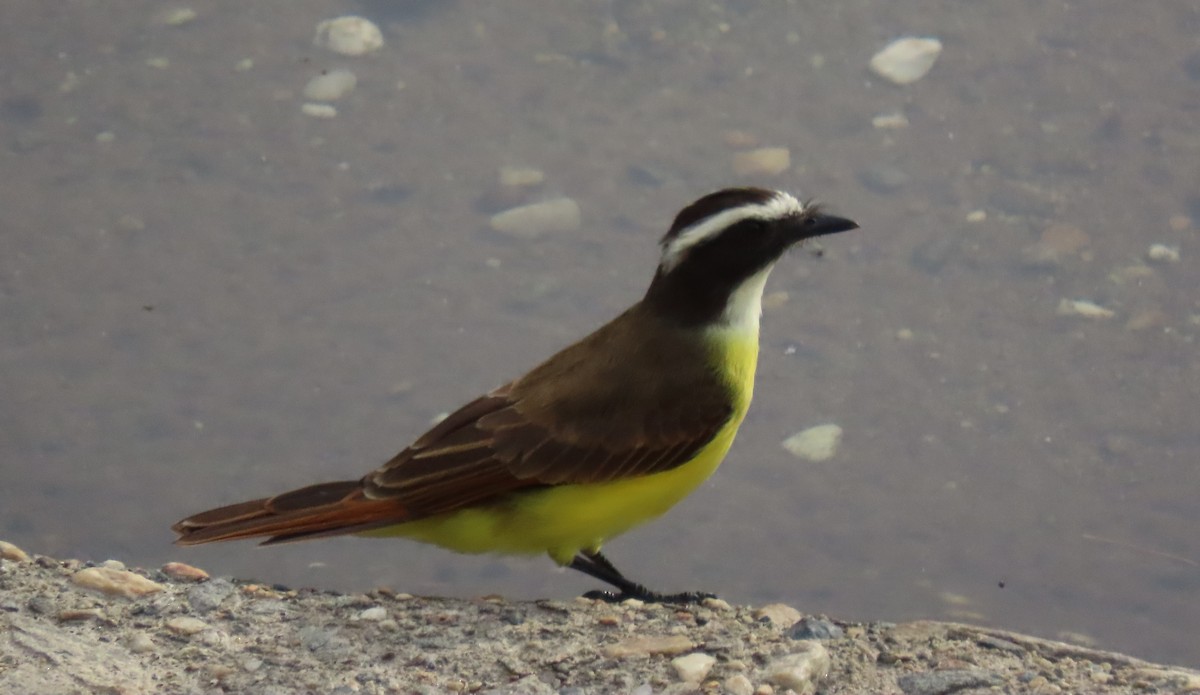Social Flycatcher - ML647100549