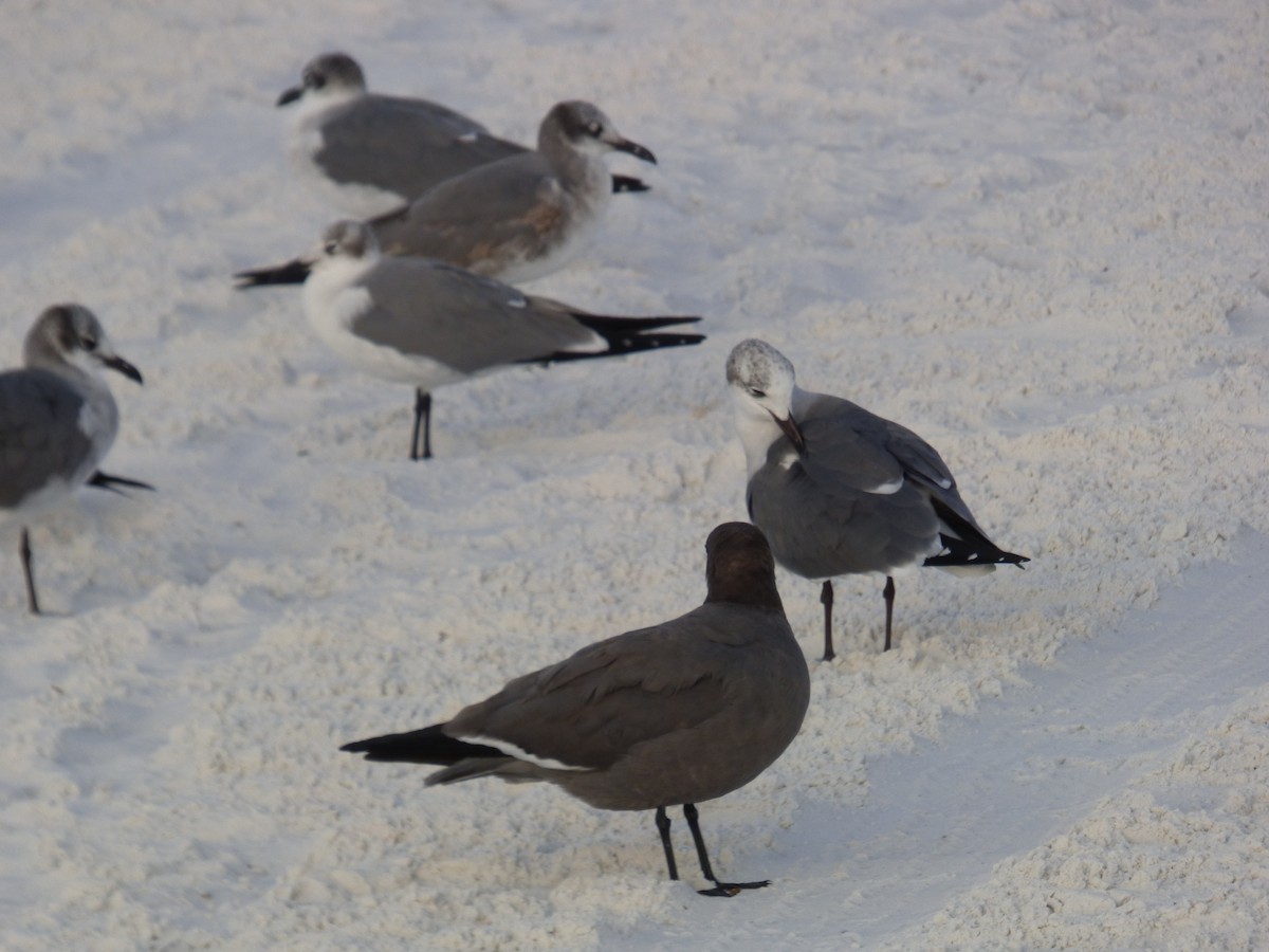 ワライカモメ - ML647100551