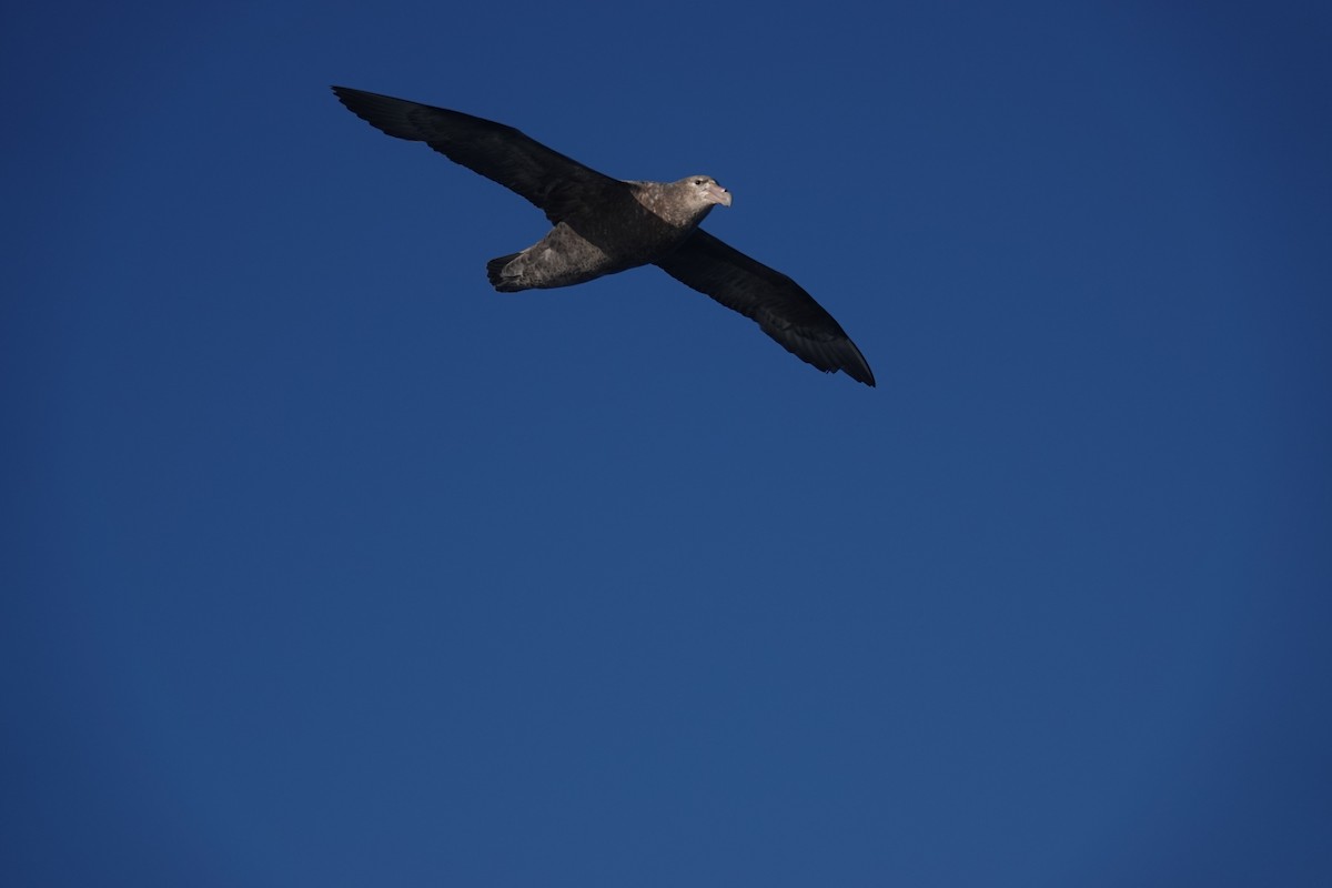 סערון-ענק דרומי - ML647100558