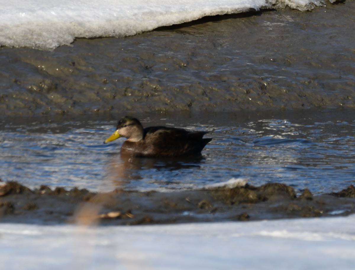 American Black Duck - ML647100560