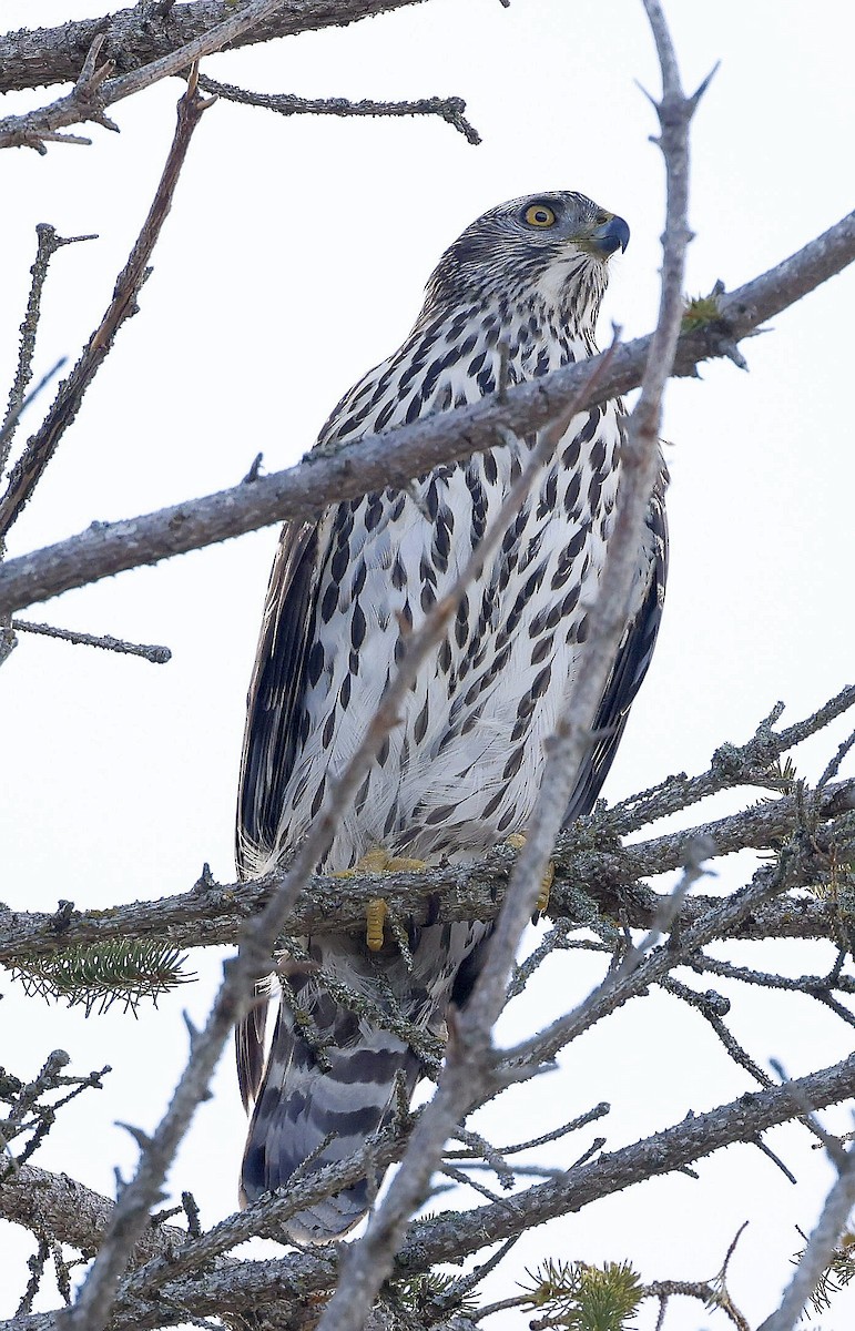 American Goshawk - ML647100576