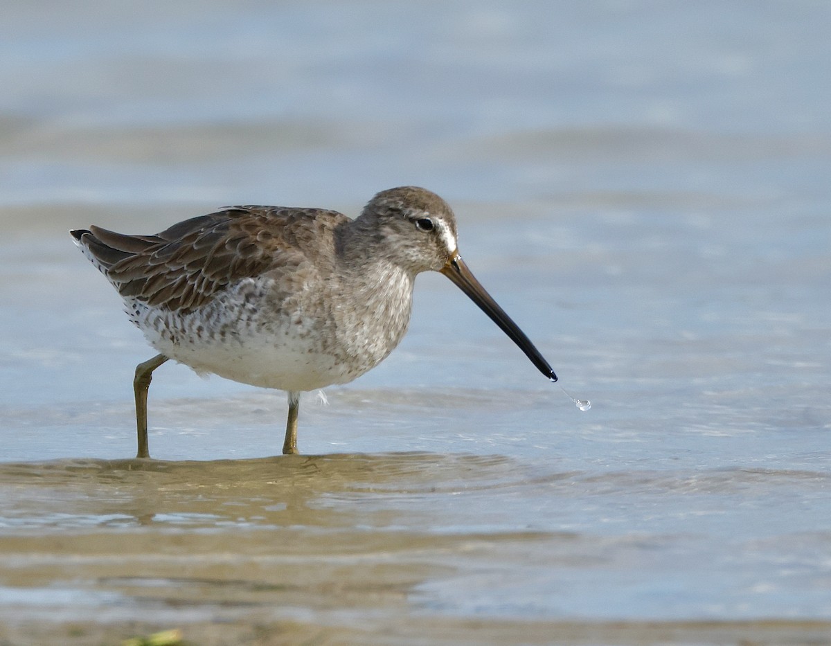 Short-billed Dowitcher - ML647100578