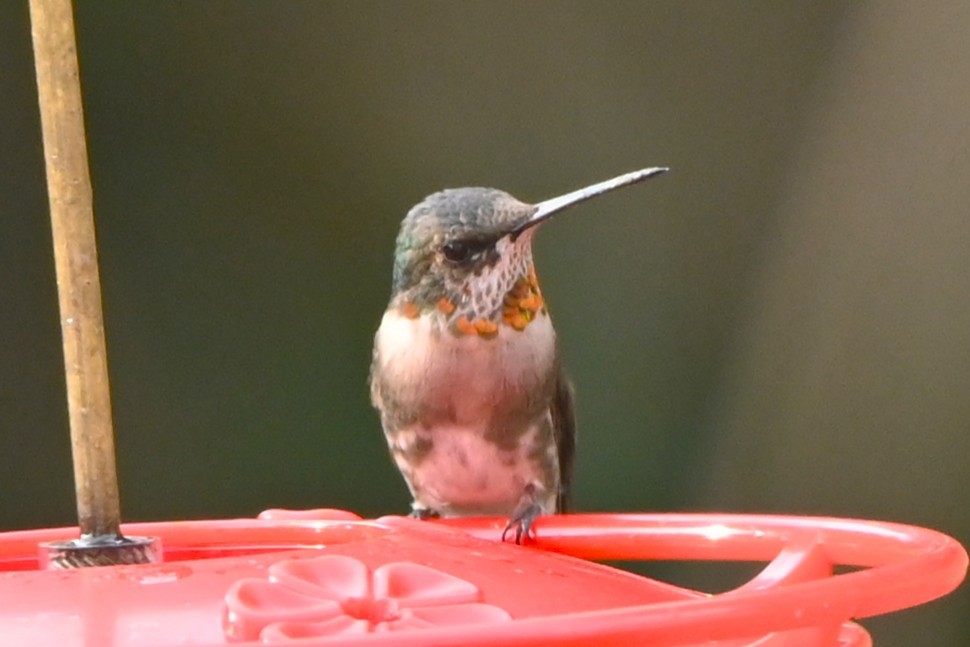 Ruby-throated Hummingbird - ML647100586
