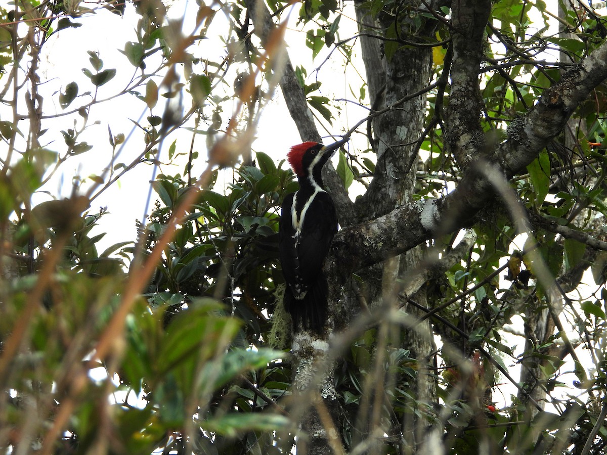 Pic puissant - ML647100588