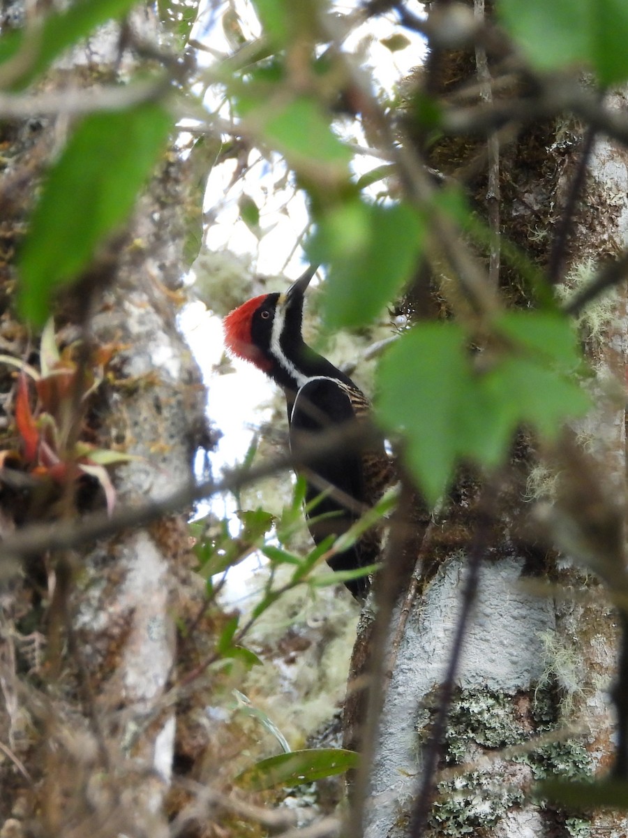 Pic puissant - ML647100589