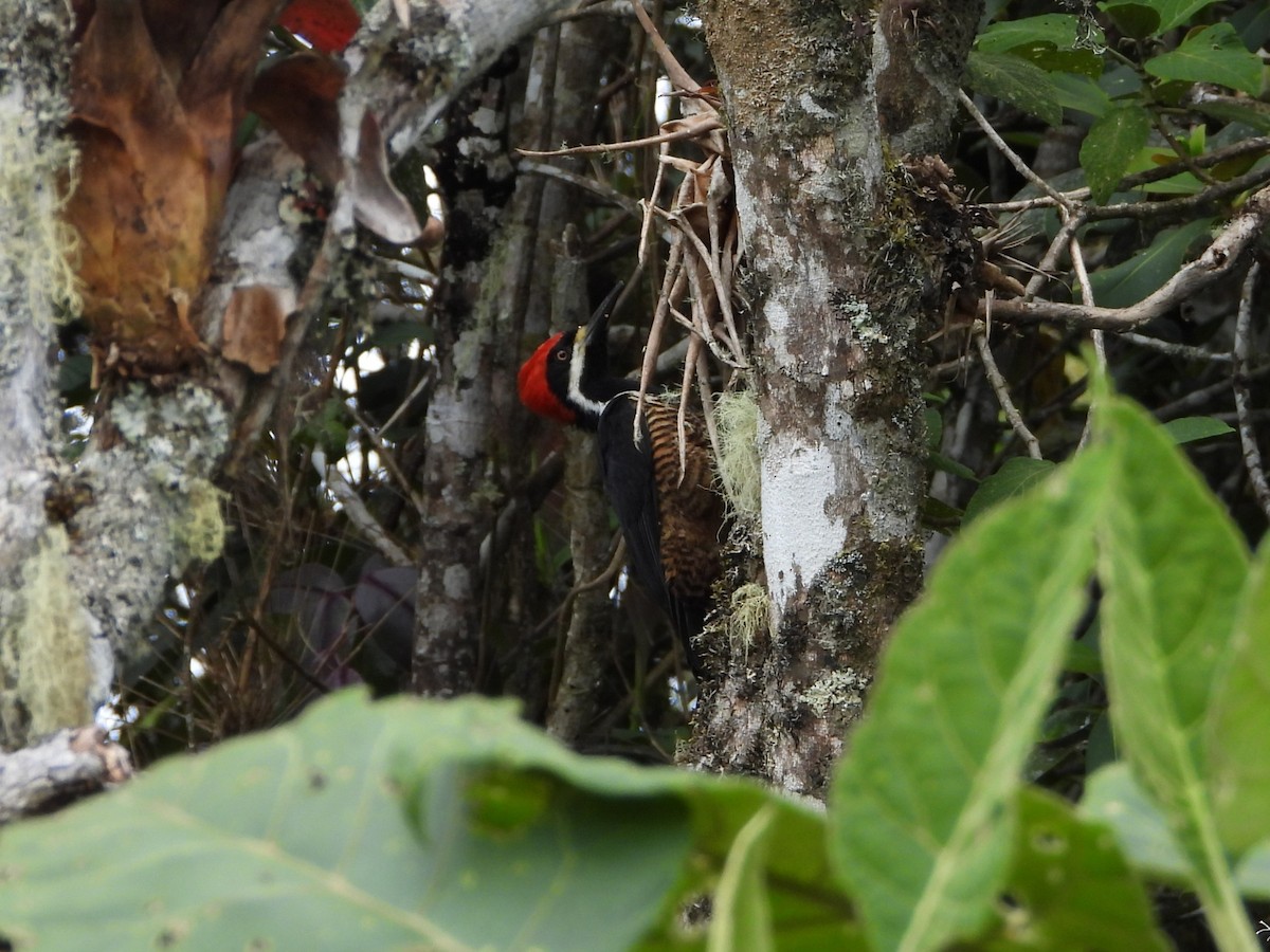 Pic puissant - ML647100590