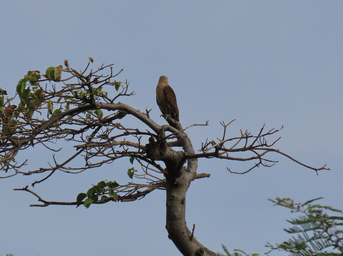 Yellow-headed Caracara - ML647100591