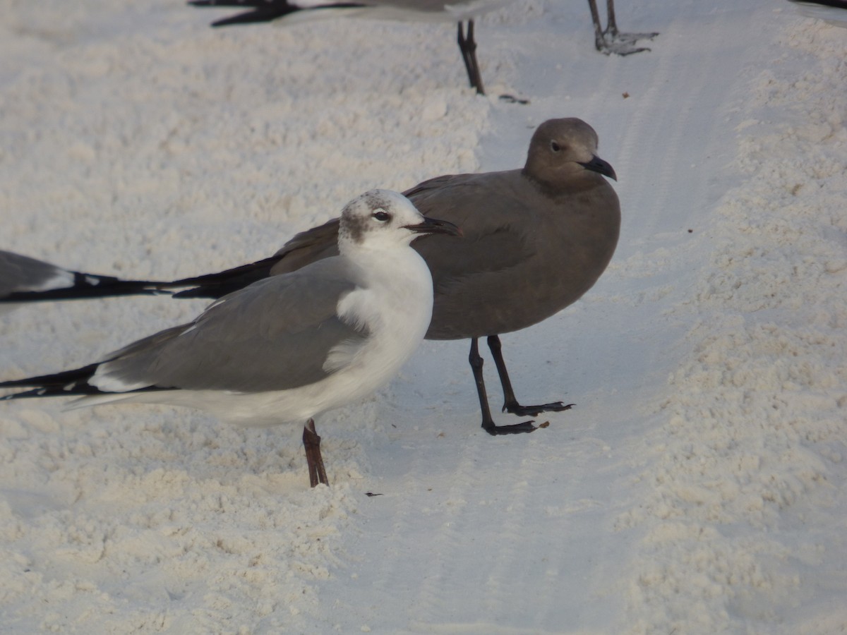 ワライカモメ - ML647100592