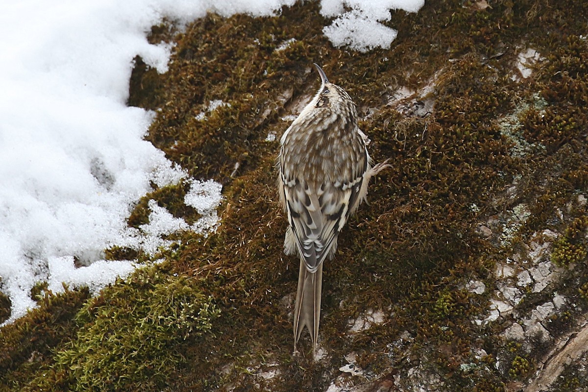 amerikatrekryper - ML647100593