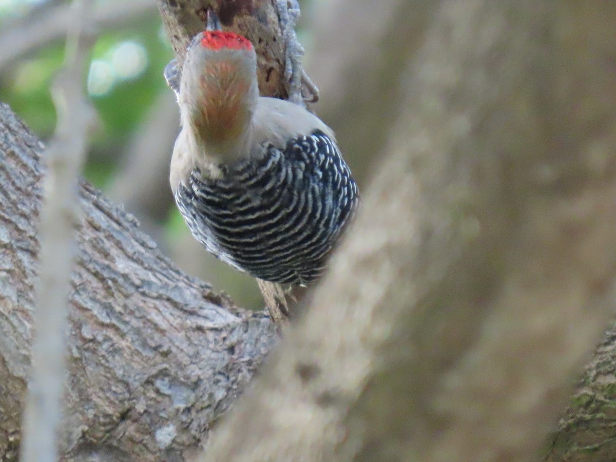 Red-crowned Woodpecker - ML647100600