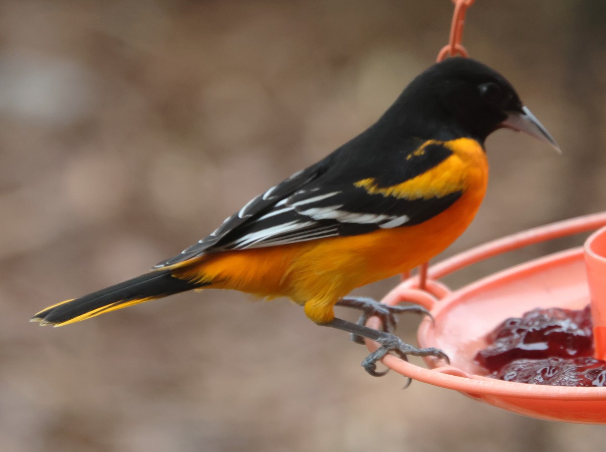 Baltimoretrupial - ML647100611