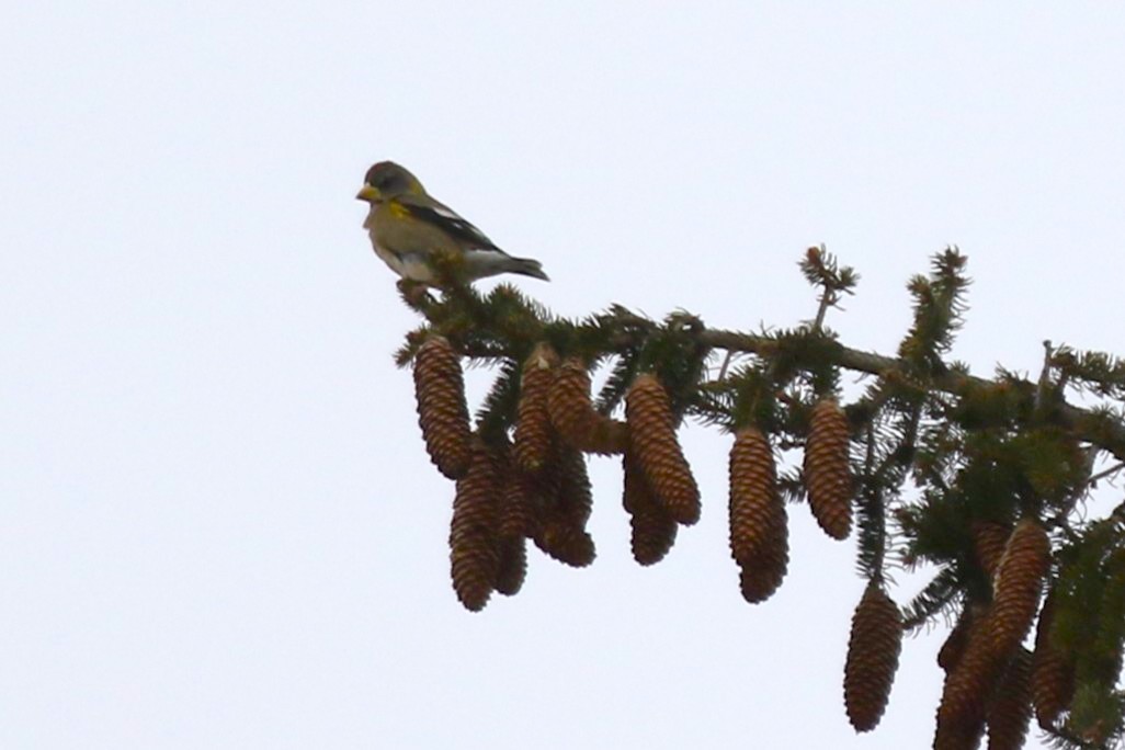Evening Grosbeak - ML647100624
