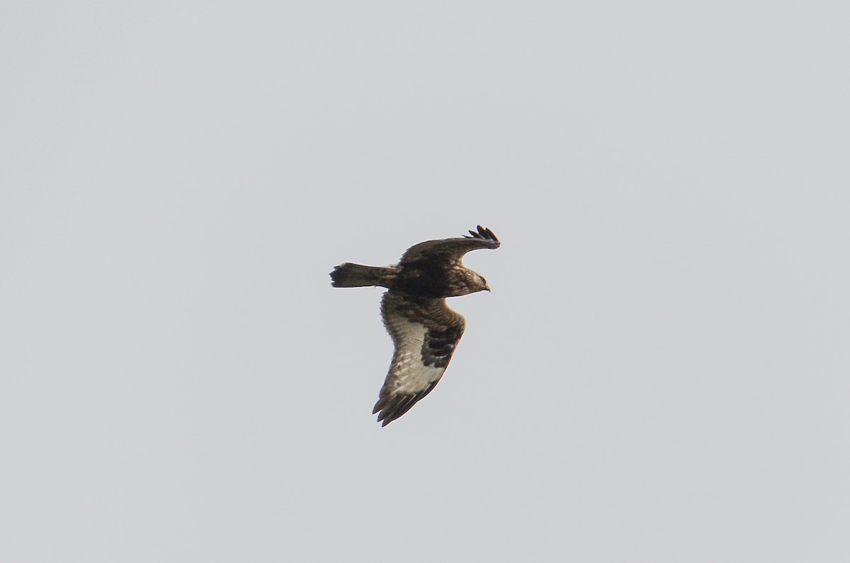 Raufußbussard - ML647100627