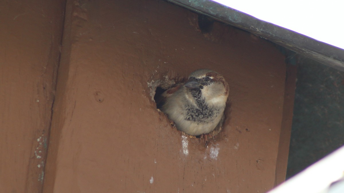 Gorrión Común - ML647100632