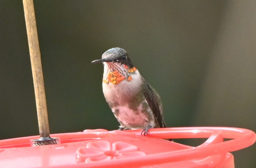 Ruby-throated Hummingbird - ML647100647