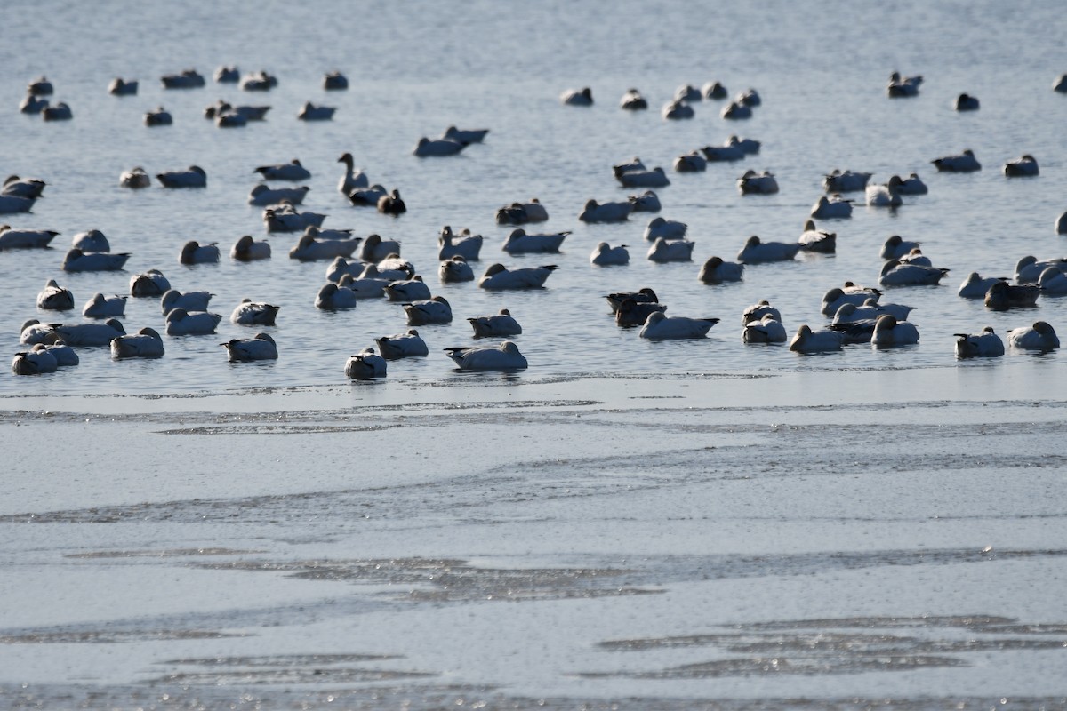 Snow Goose - ML647100649