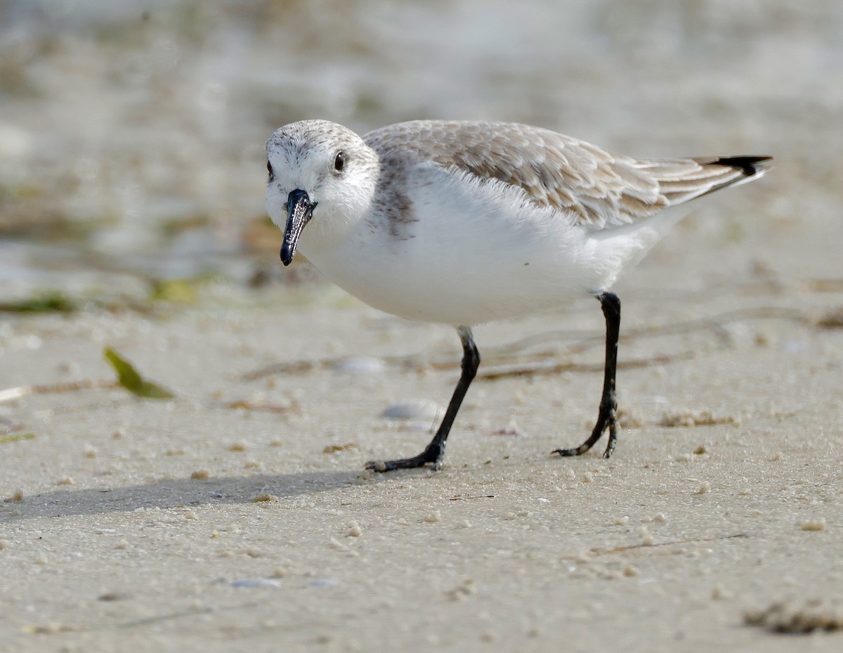 Sanderling - ML647100652
