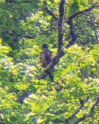 Aigle d'Isidore - ML647100653