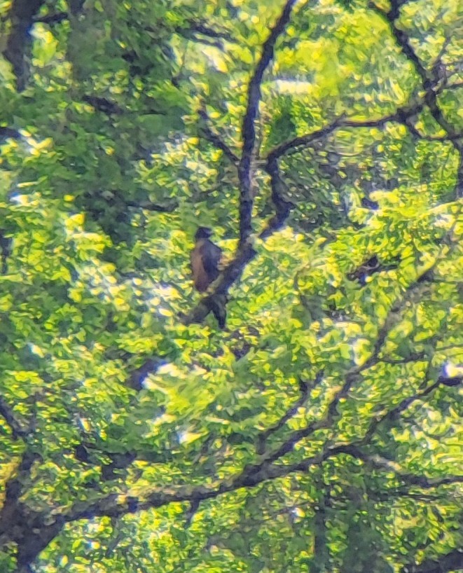 Aigle d'Isidore - ML647100654