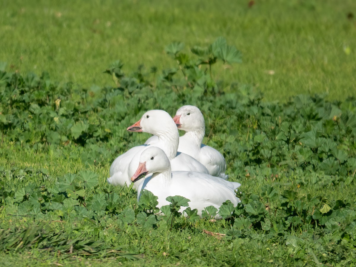 Snow Goose - ML647100658