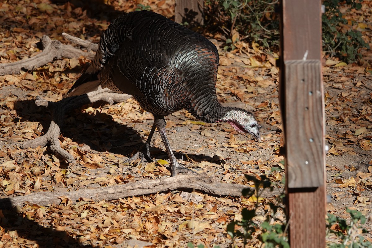 シチメンチョウ - ML647100660