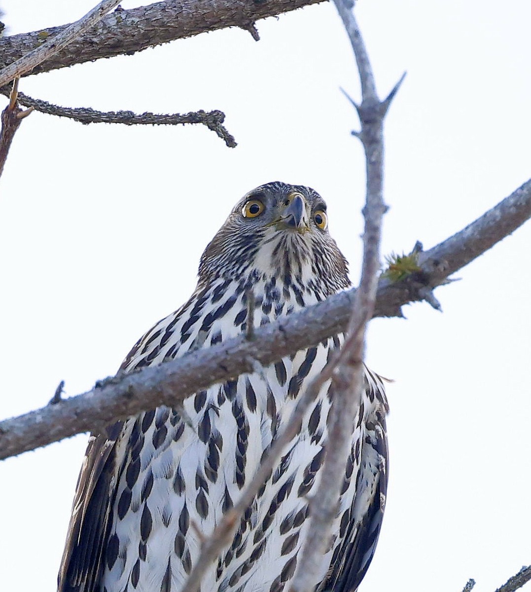 American Goshawk - ML647100661