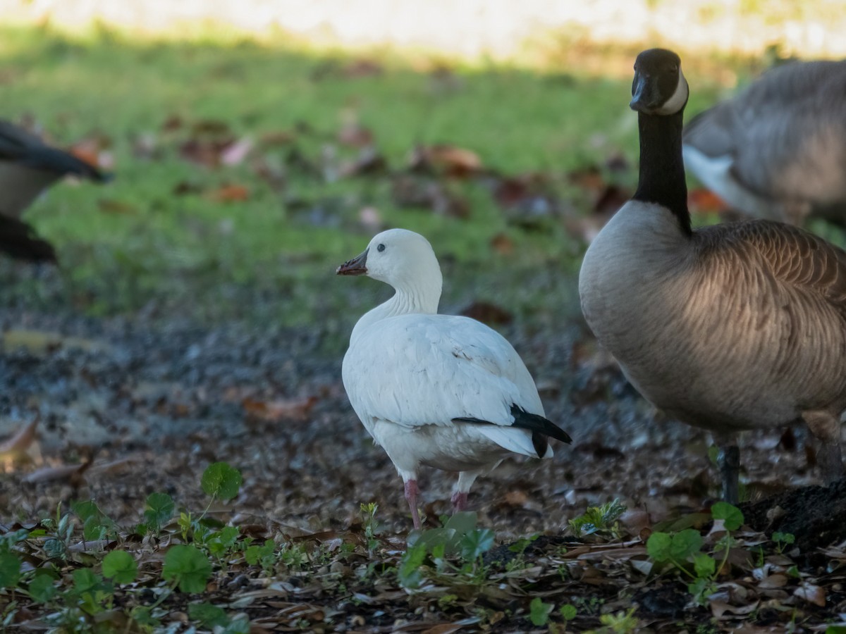 Ross's Goose - ML647100663