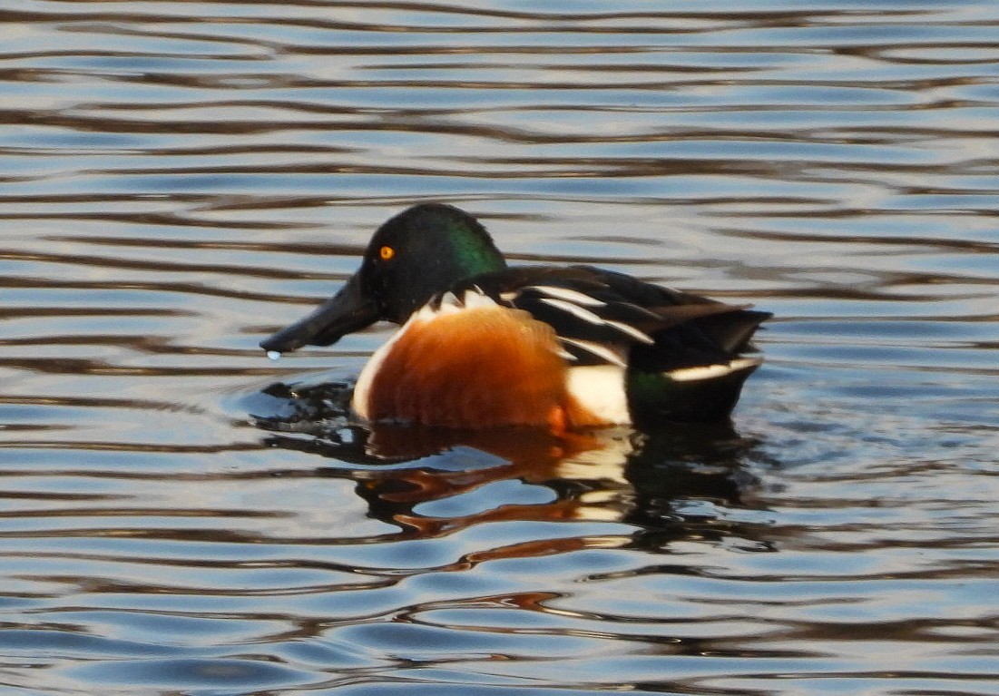 Mestolone - ML647100667