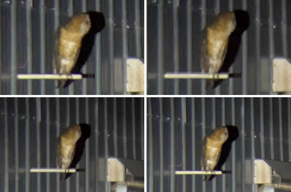 Amerikaschleiereule - ML647100668