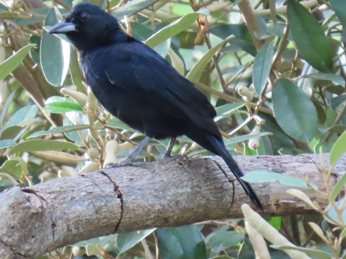 White-lined Tanager - ML647100672
