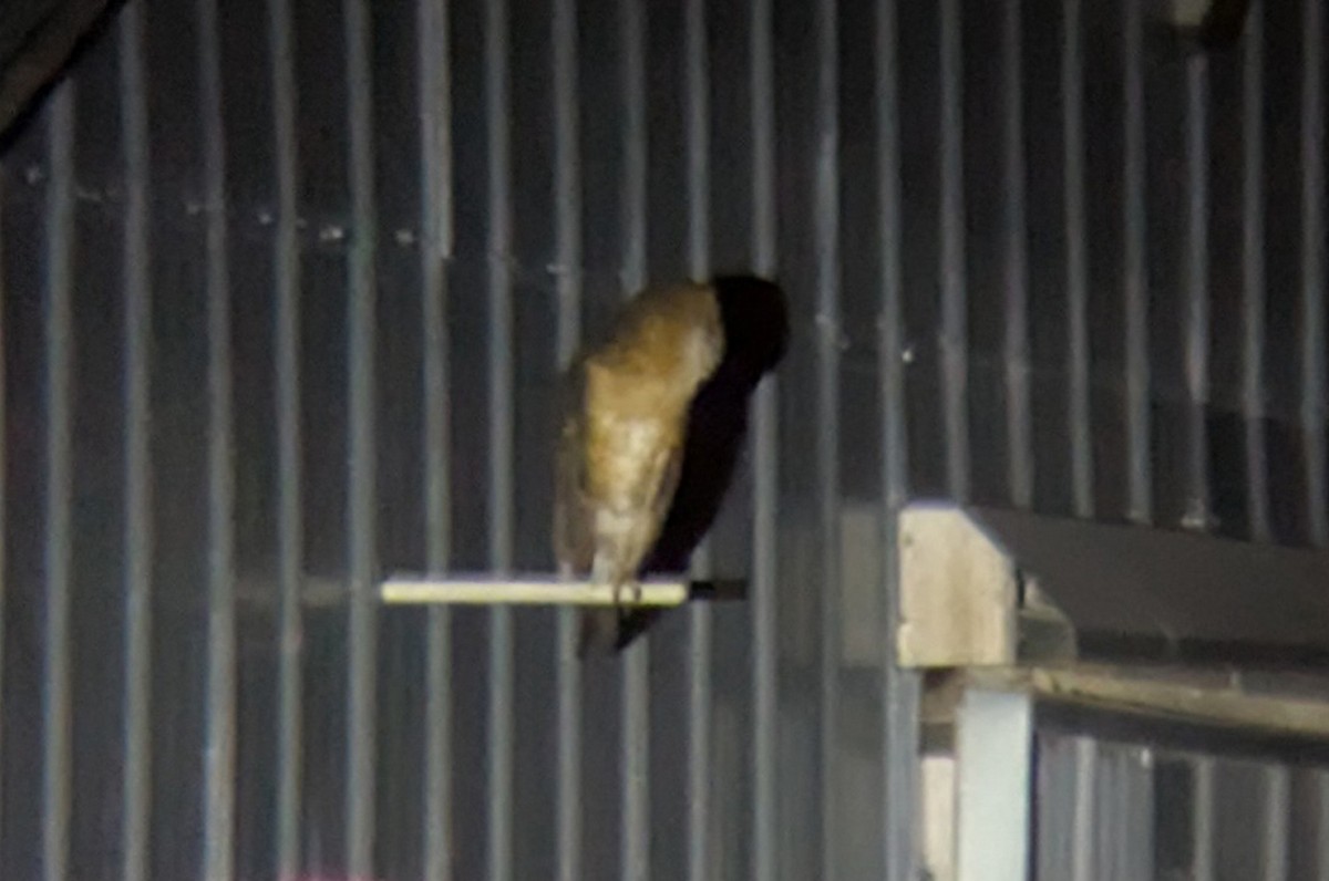 Amerikaschleiereule - ML647100675