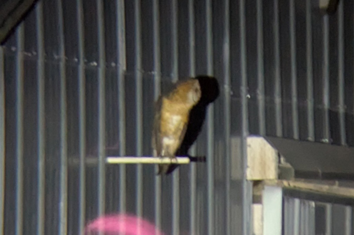 Amerikaschleiereule - ML647100676