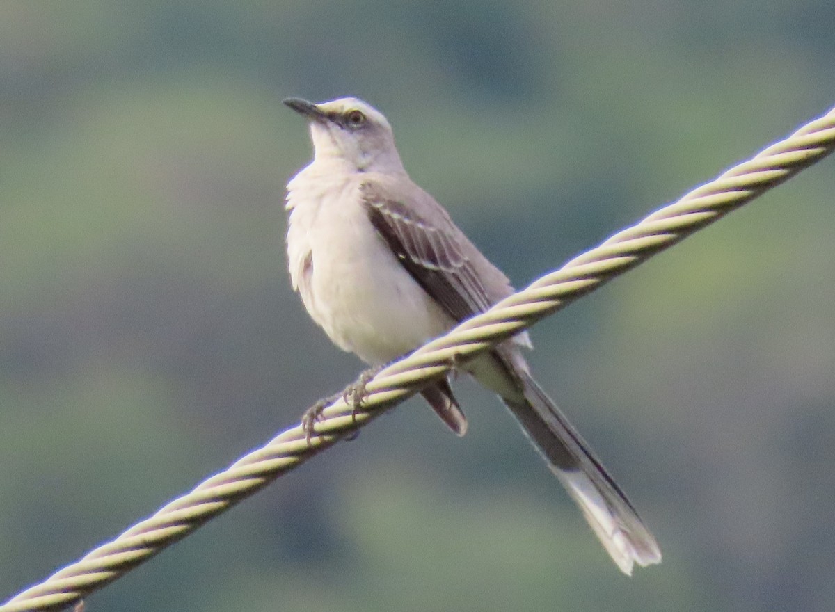 Tropical Mockingbird - ML647100677