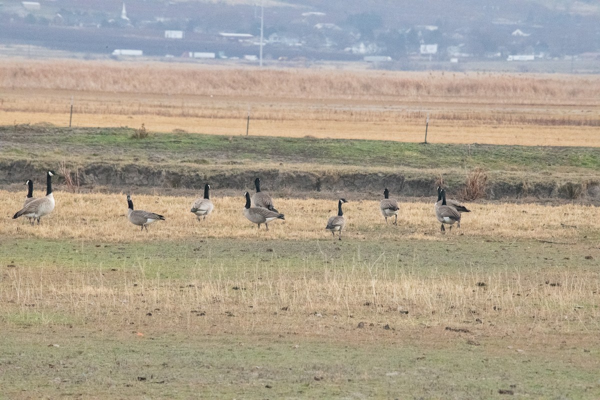 ברנטה קנדית - ML647100680