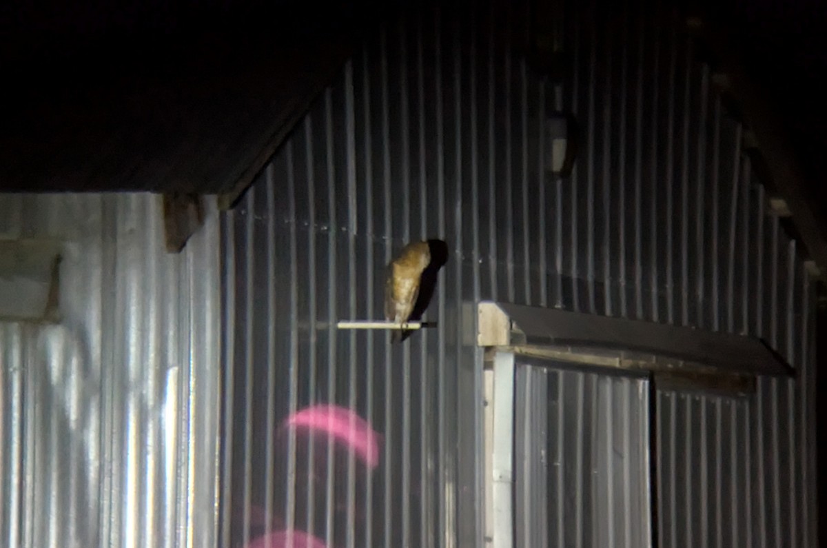 Amerikaschleiereule - ML647100683