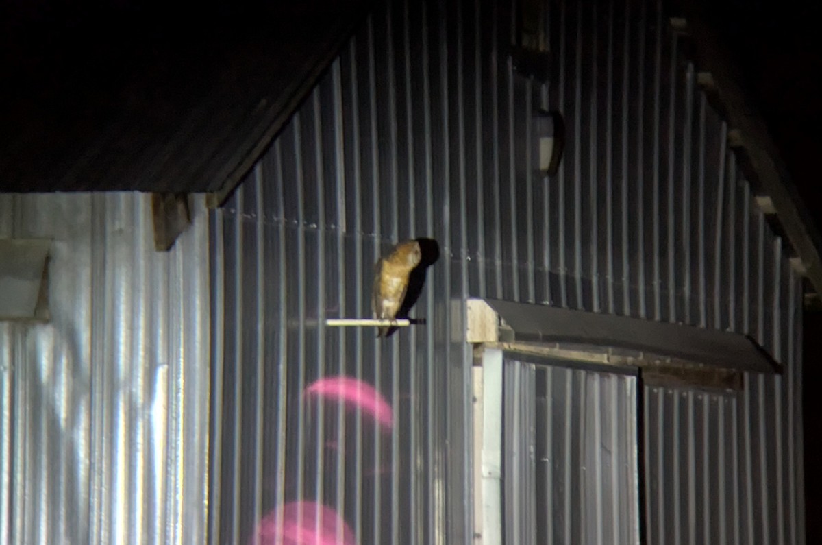 Amerikaschleiereule - ML647100684