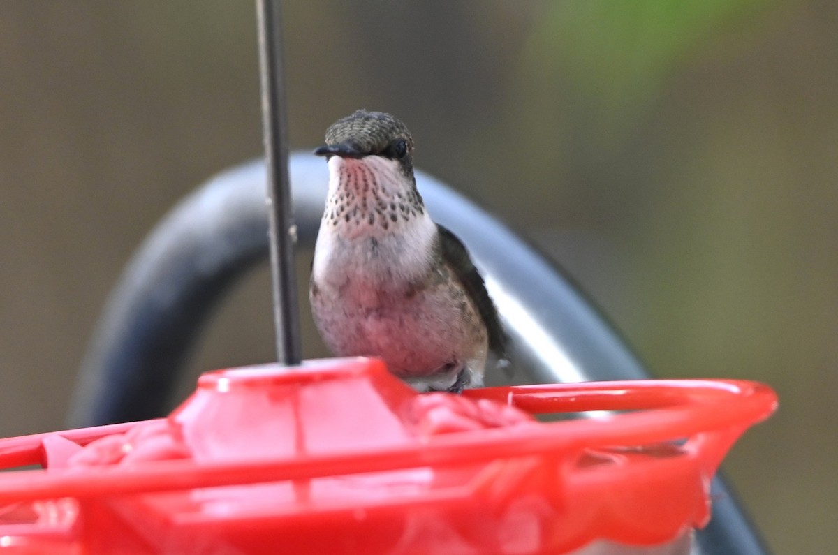 Ruby-throated Hummingbird - ML647100687