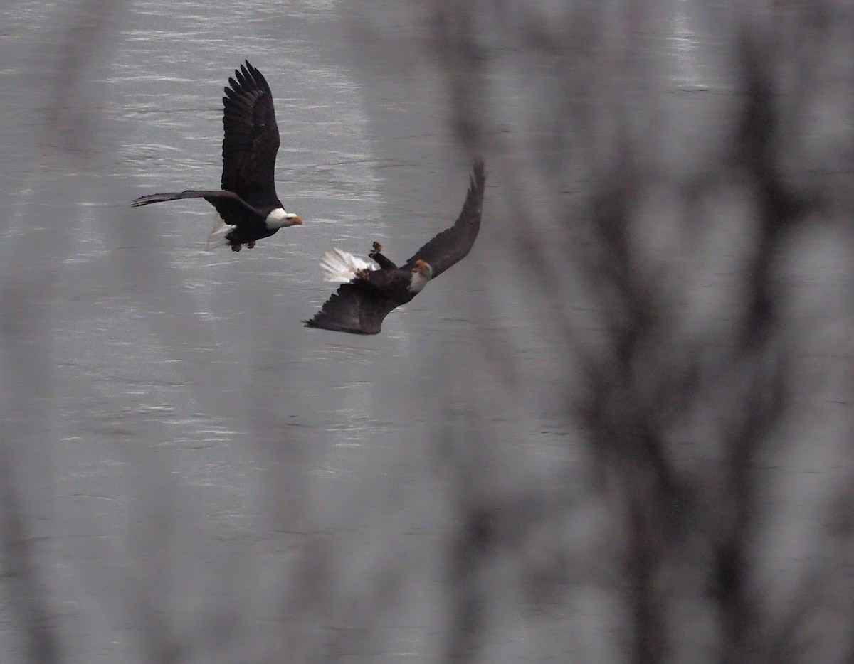 Bald Eagle - ML647100692