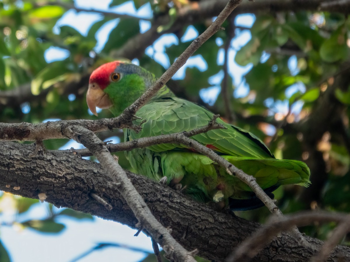 Red-crowned Amazon - ML647100693