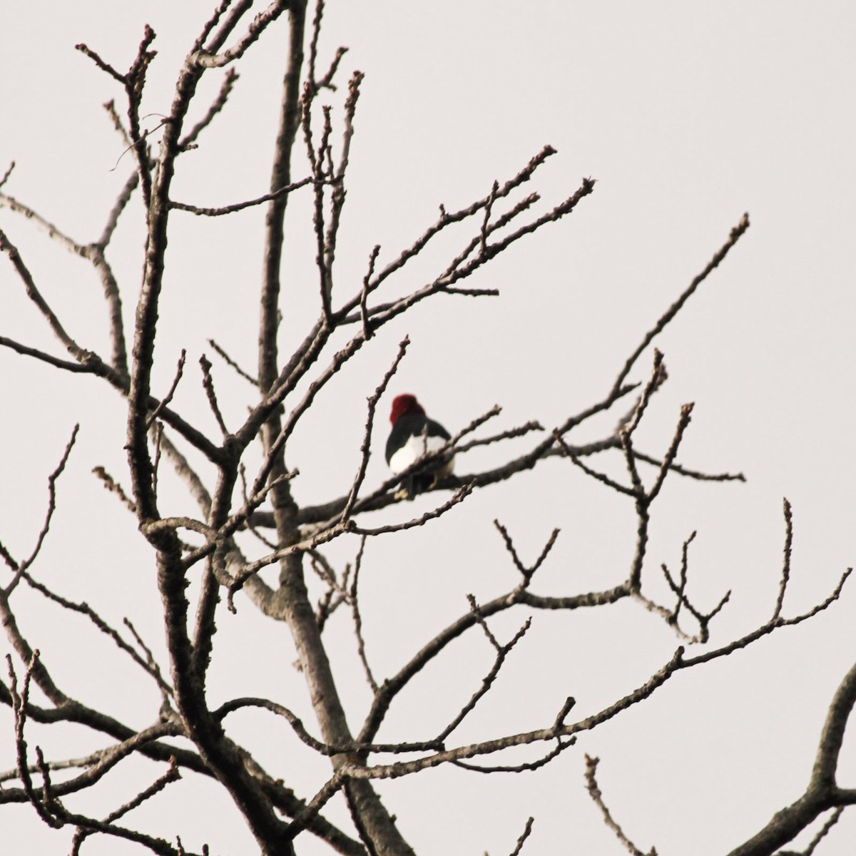 Red-headed Woodpecker - ML647100694