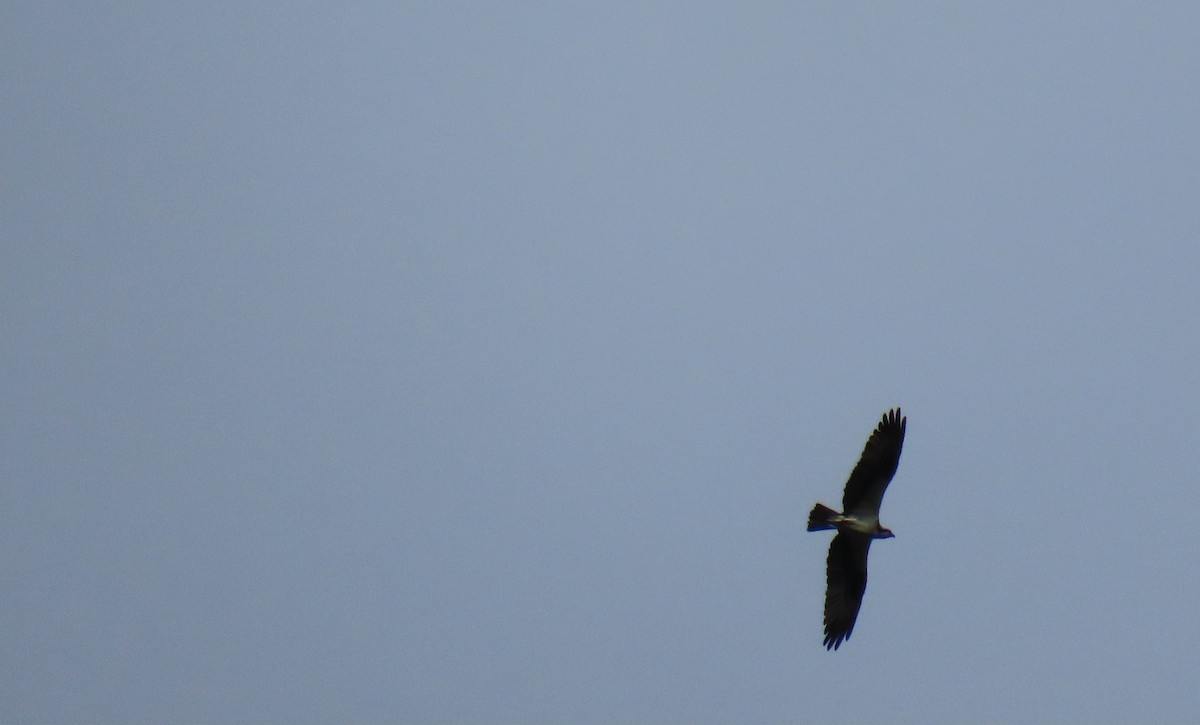 Osprey - ML647100696