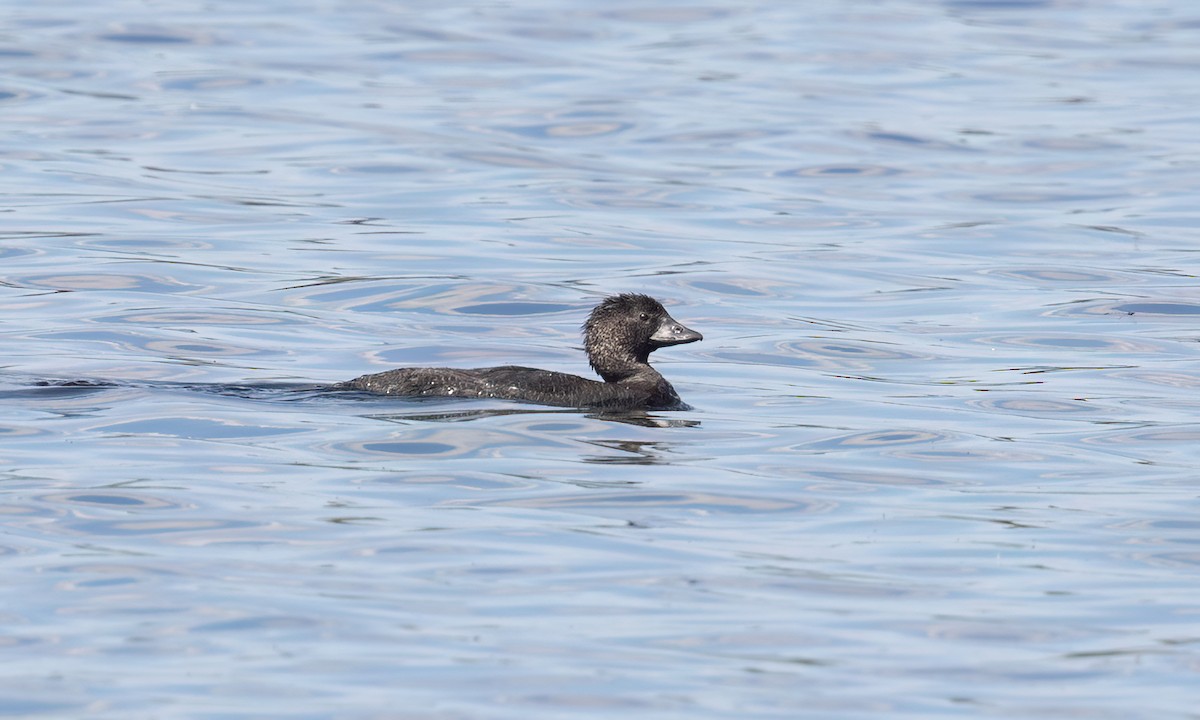 Лопастная утка - ML647100699