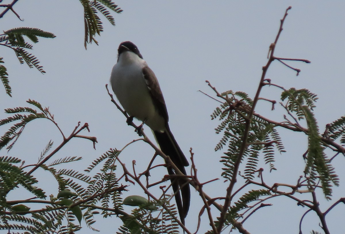 Fork-tailed Flycatcher - ML647100703