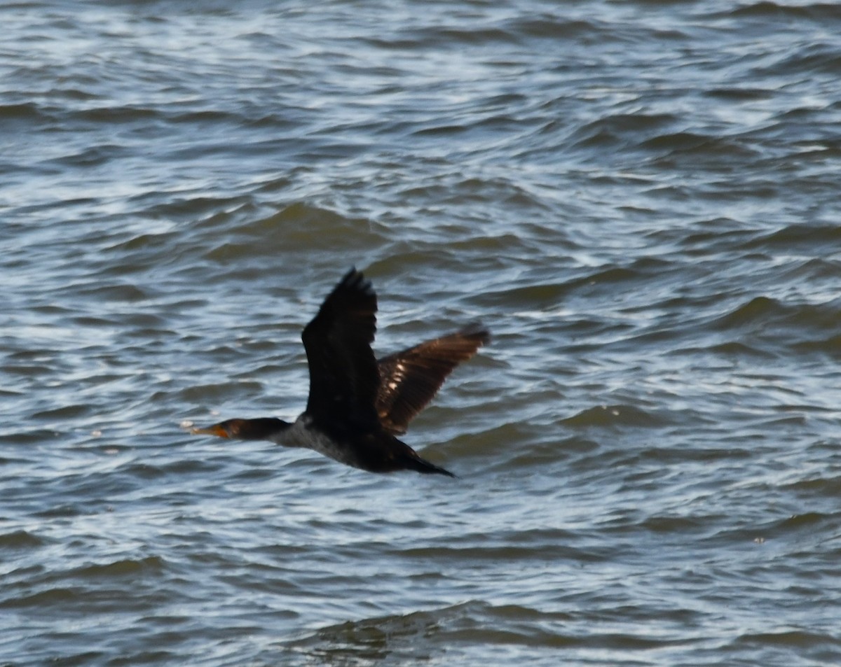 Double-crested Cormorant - ML647100704