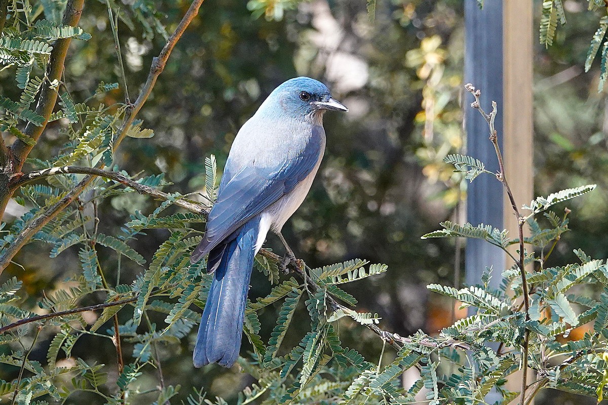 Сойка сіровола - ML647100705