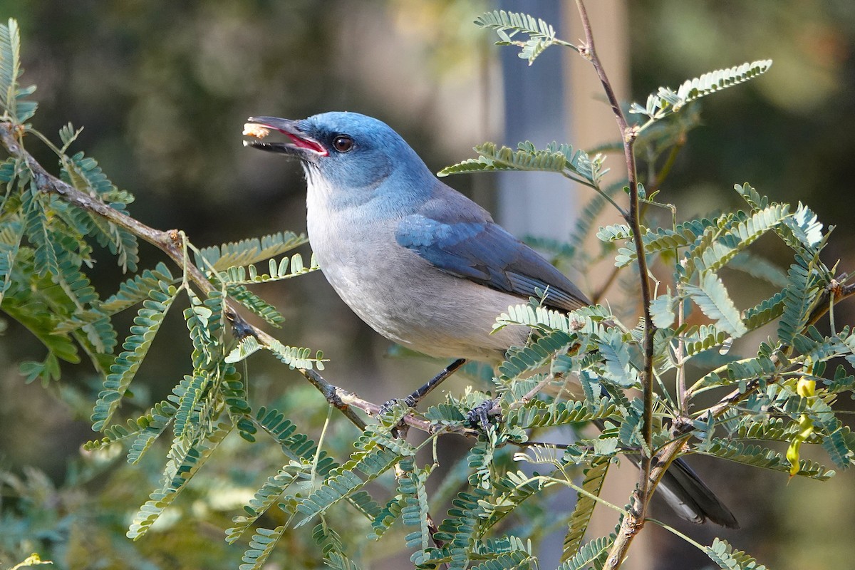 Сойка сіровола - ML647100707