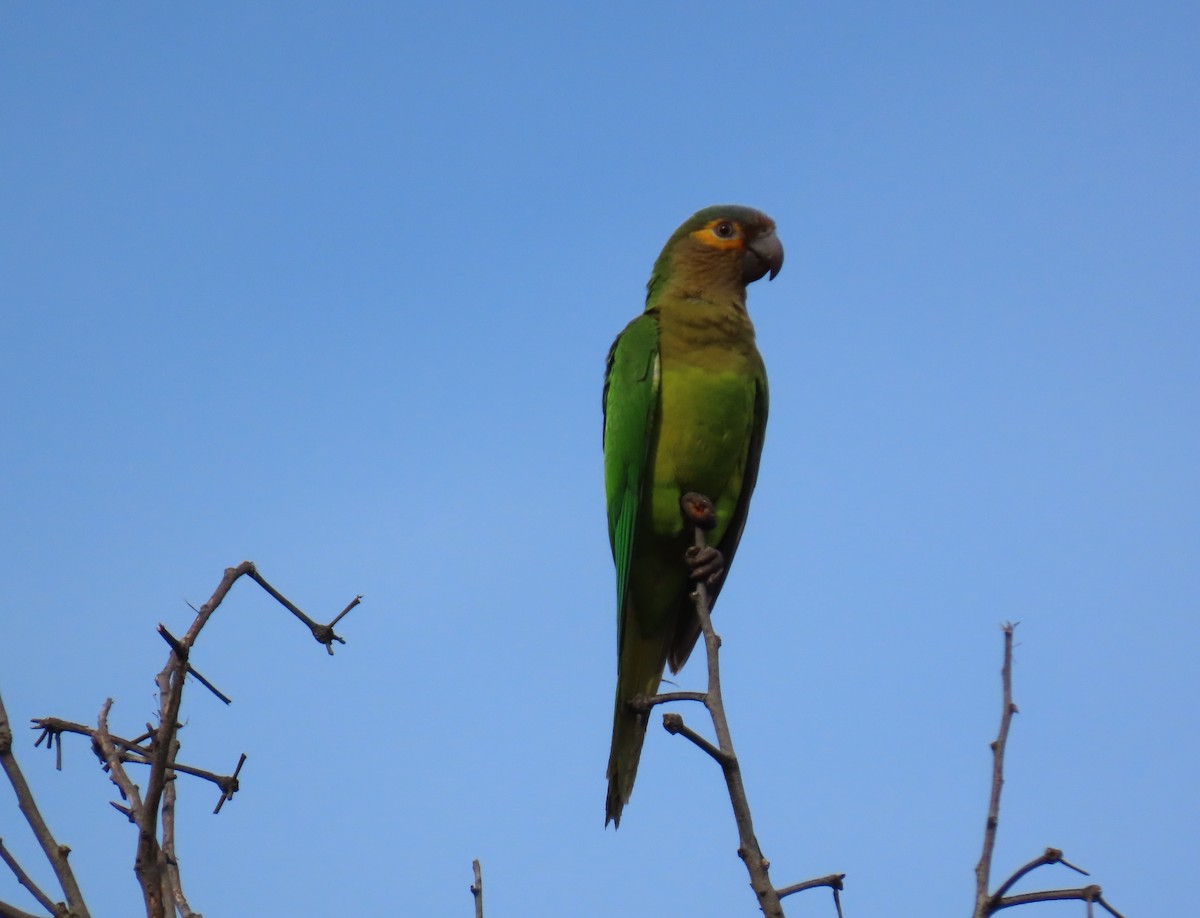 Brown-throated Parakeet - ML647100709