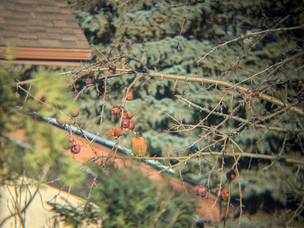 Wanderdrossel - ML647100710