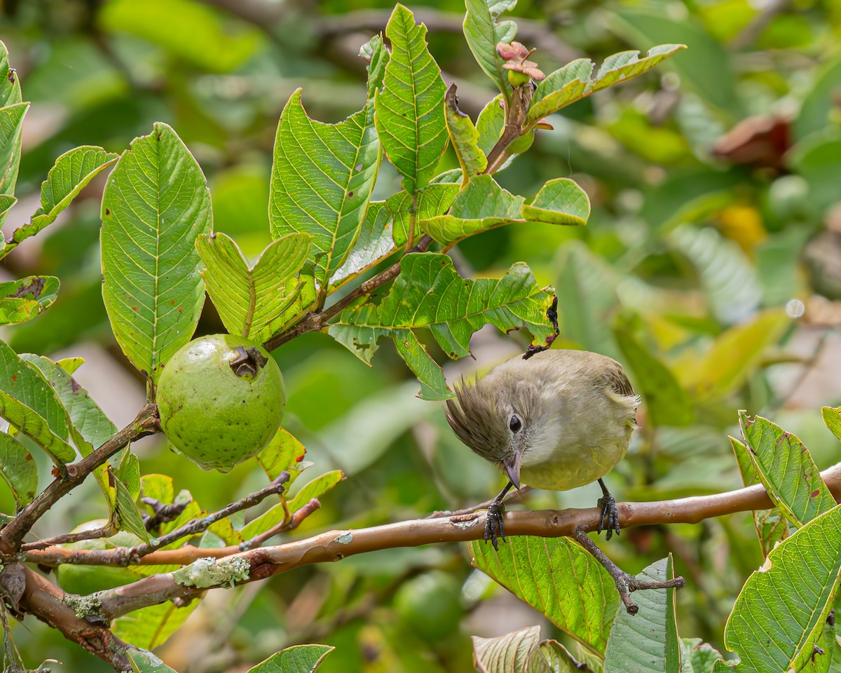 Желтобрюхая эления - ML647100712