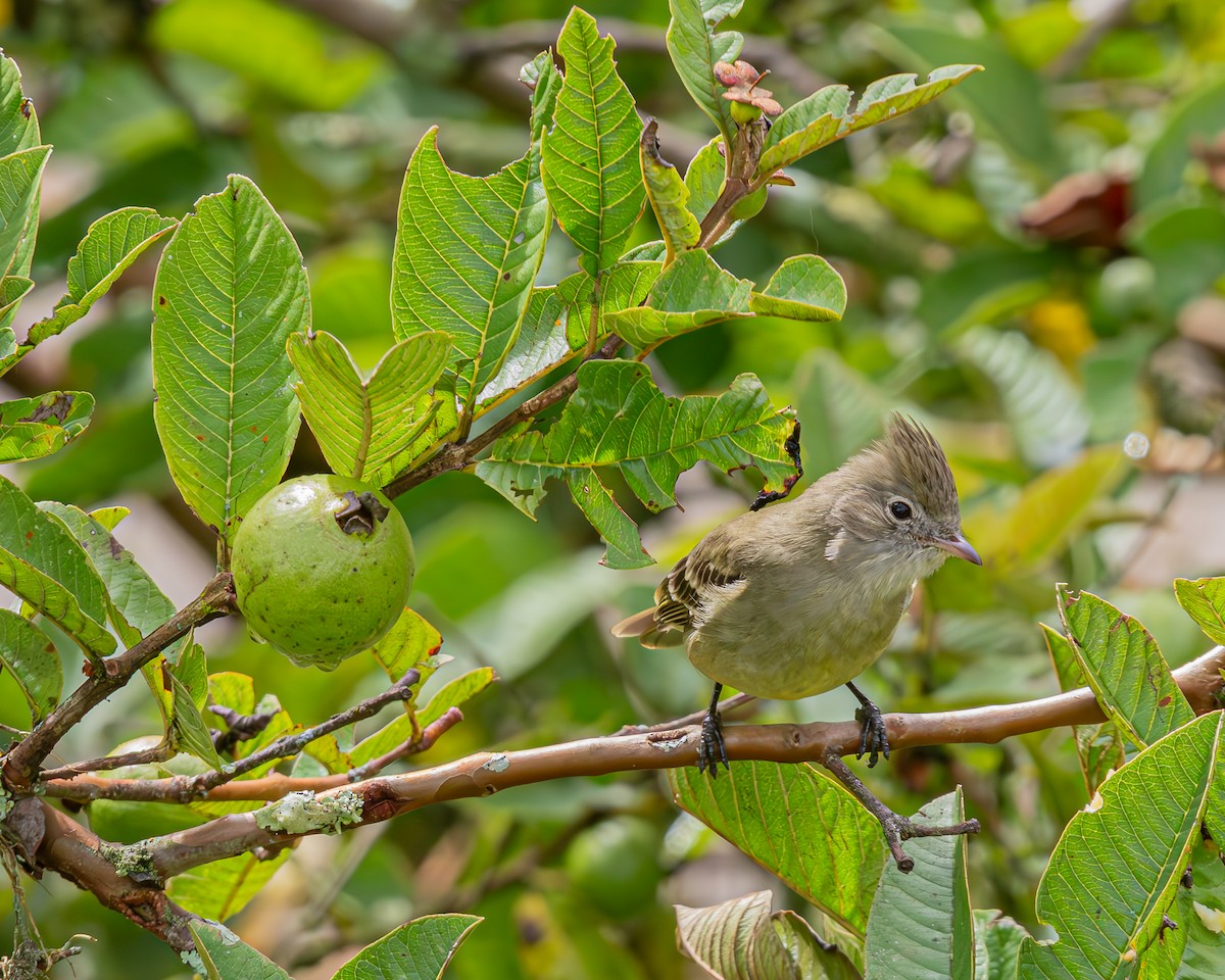 Желтобрюхая эления - ML647100713